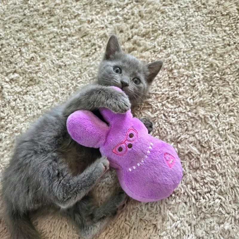 A baby small-sized male Gray / Blue / Silver Domestic Short Hair cat named Mousse for adoption in Tustin, CA