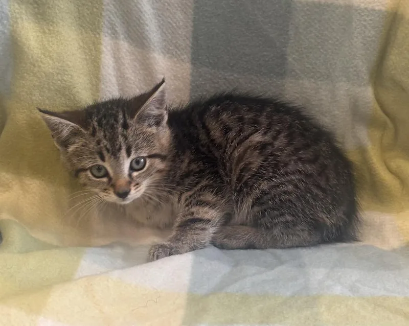 A baby small-sized female Domestic Short Hair cat named Cordelia for adoption in Dickson, TN