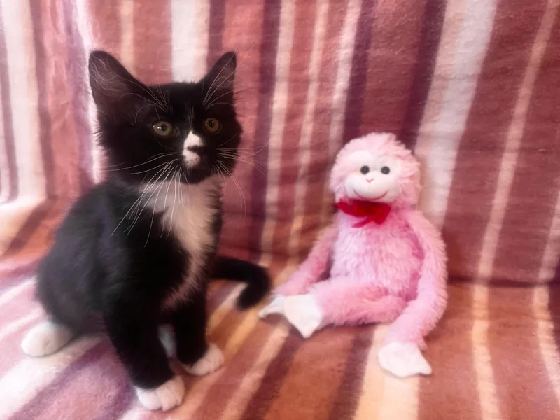 A baby large-sized male Domestic Long Hair cat named Binx for adoption in Spring Valley, CA