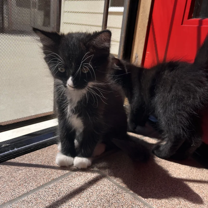 Binx thumbnail 2