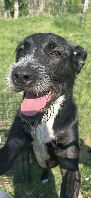 An adult large-sized male Giant Schnauzer dog named Heisman for adoption in Killeen, TX