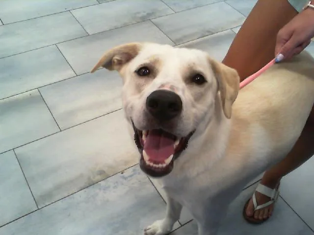 A young large-sized male Labrador Retriever dog named Deniz for adoption in Charlotte, NC