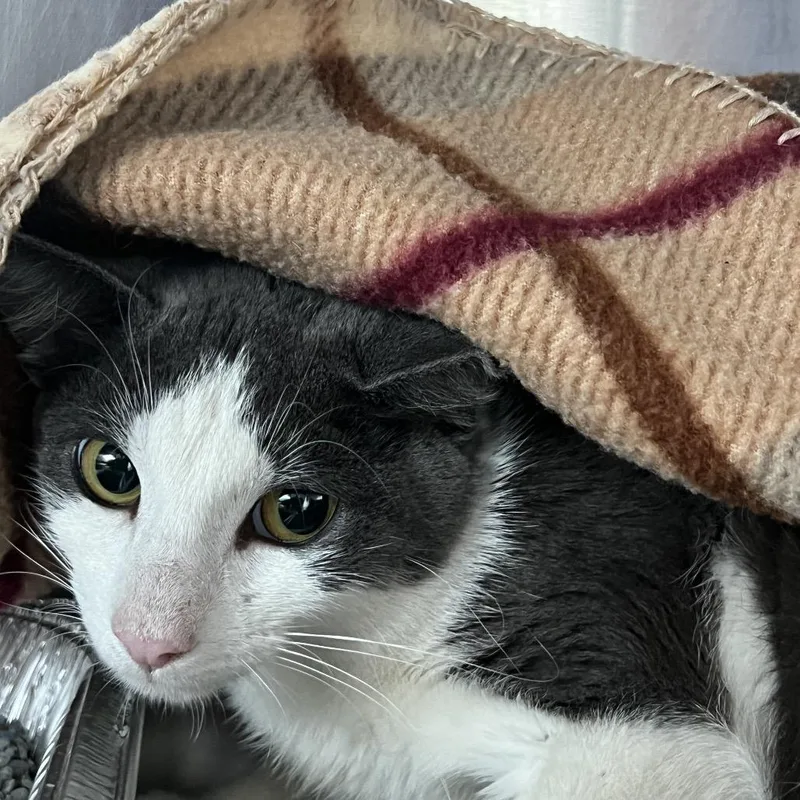 A young medium-sized female Gray / Blue / Silver Domestic Short Hair cat named Malibu for adoption in Matteson, IL