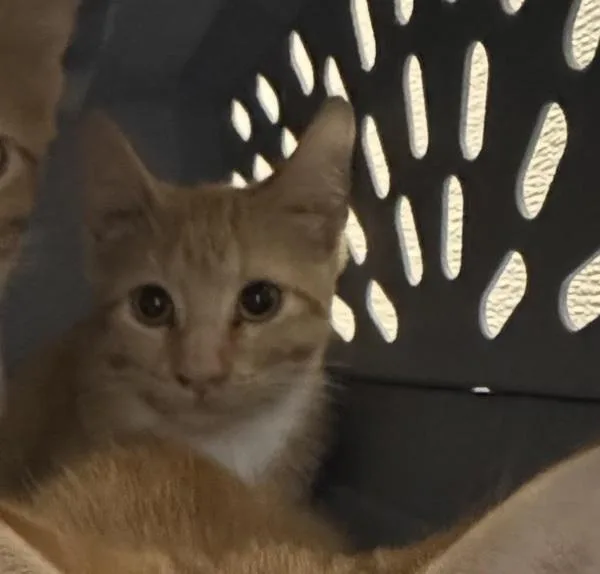 A baby small-sized male Domestic Short Hair cat named Pepperoni for adoption in Des Moines, IA