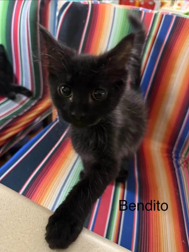 A baby medium-sized male Domestic Short Hair cat named Bendito for adoption in Johnson City, TN
