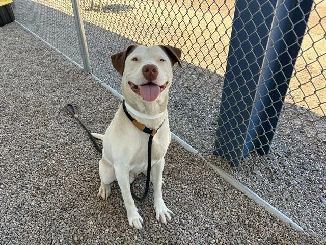 A young large-sized male Pit Bull Terrier dog named Wilbur for adoption in Mesa, AZ