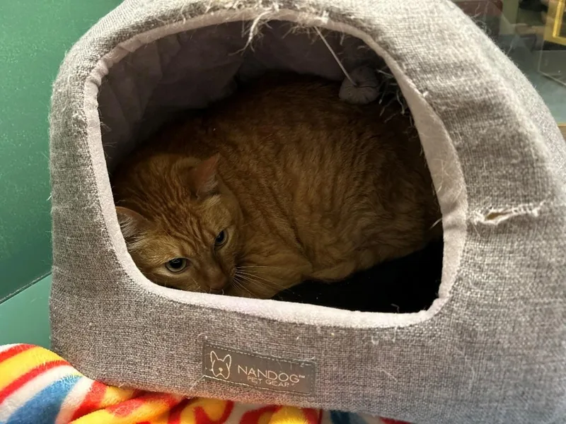 An adult large-sized male Domestic Short Hair cat named Chimmy for adoption in Suffolk, VA