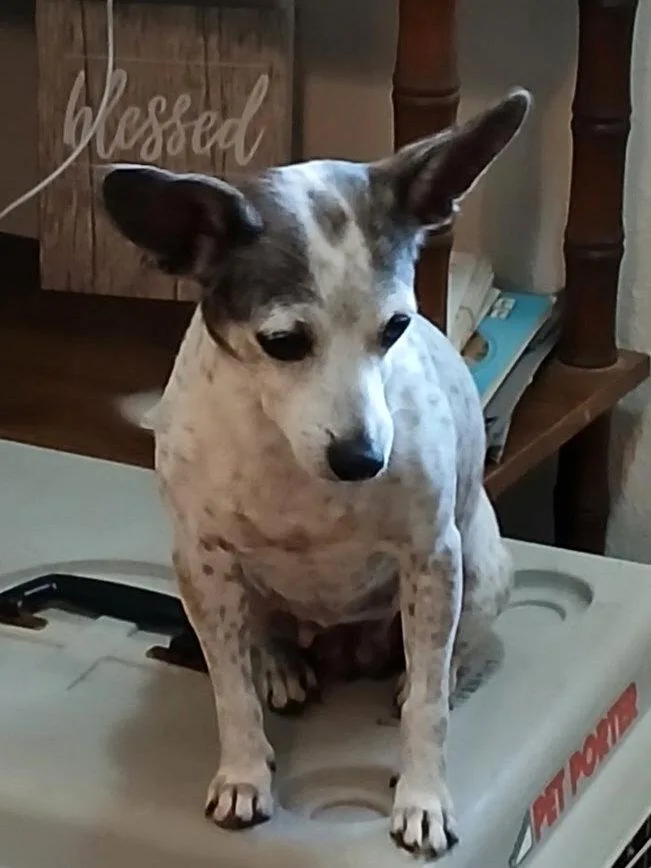 A young medium-sized female Chihuahua dog named Dottie for adoption in Eastman, GA