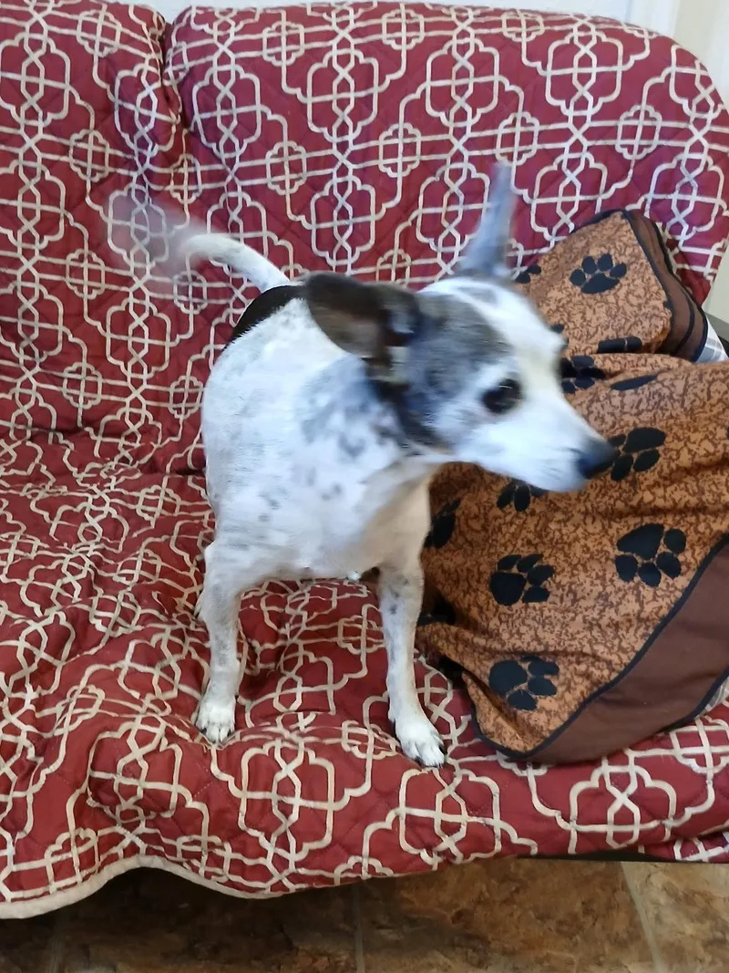 Dottie thumbnail 2