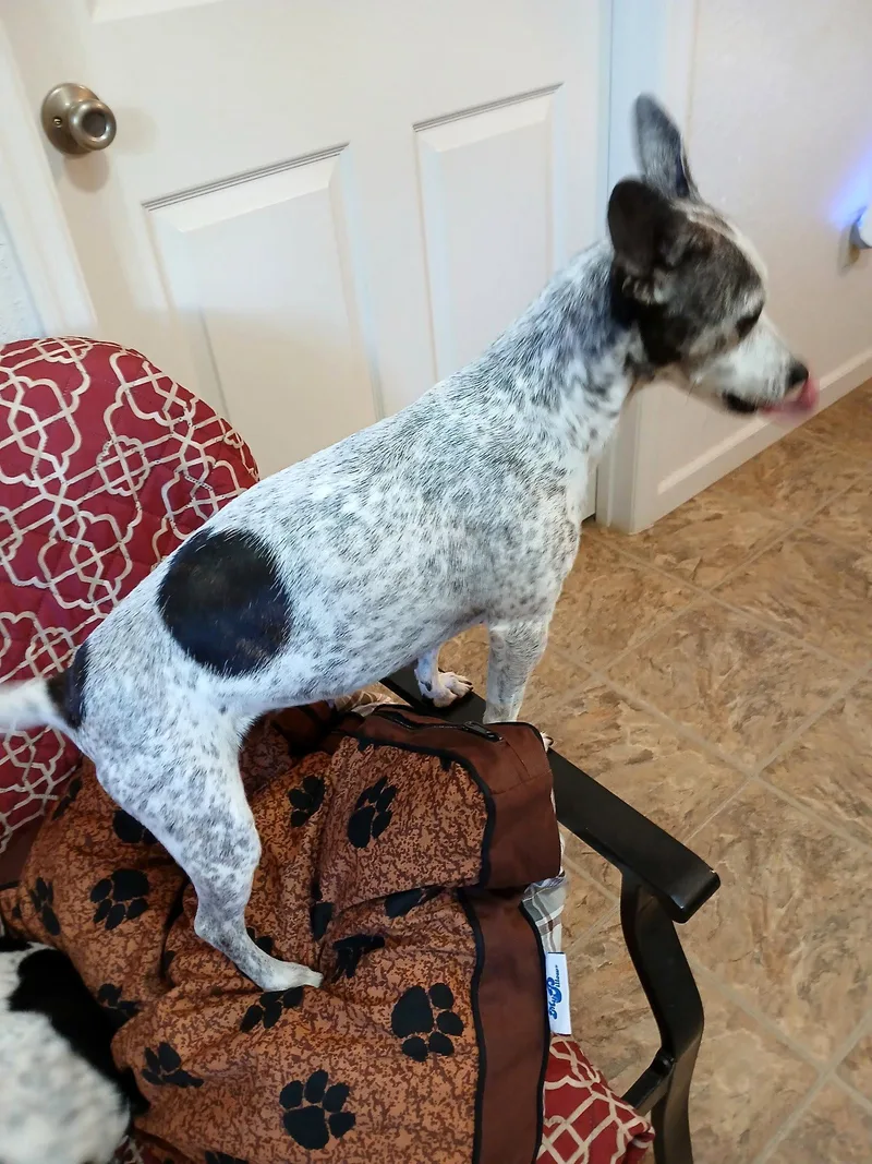 Dottie thumbnail 3