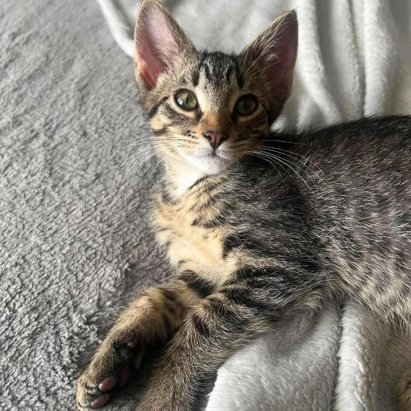 A baby small-sized male Brown / Chocolate Domestic Short Hair cat named Babka for adoption in Plainfield, IL