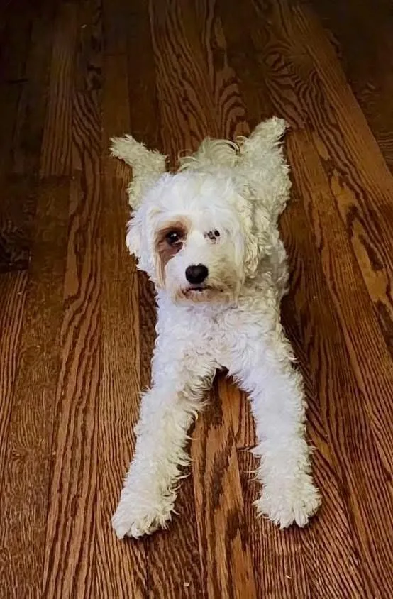 A young small-sized female White / Cream Cavapoo dog named Willa for adoption in Union Grove, WI