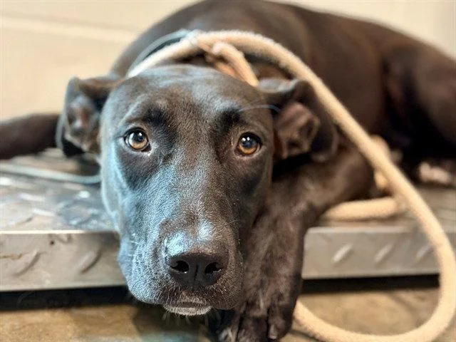 A young small-sized female Labrador Retriever dog named Nevada for adoption in Tavares, FL