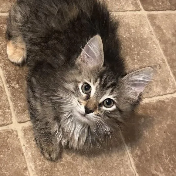 A baby small-sized female Domestic Long Hair cat named Graceland for adoption in Woodstock, GA