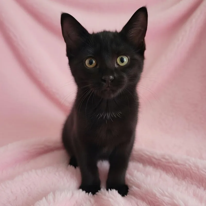 A baby medium-sized female Black Domestic Short Hair cat named Shakira for adoption in Saint Paul, MN