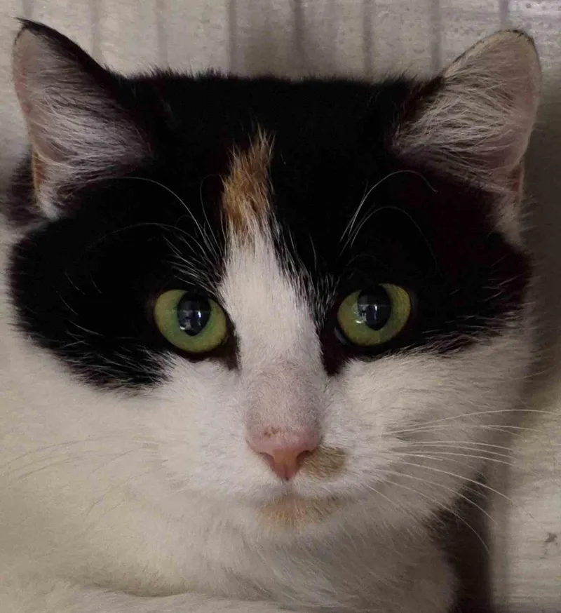 A young small-sized female Domestic Short Hair cat named Kayla yr for adoption in Sterling, MA