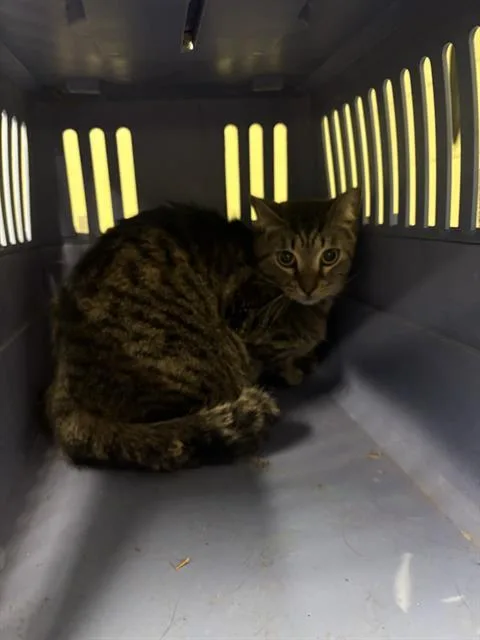 An adult small-sized male Domestic Short Hair cat named Benny for adoption in Indianapolis, IN