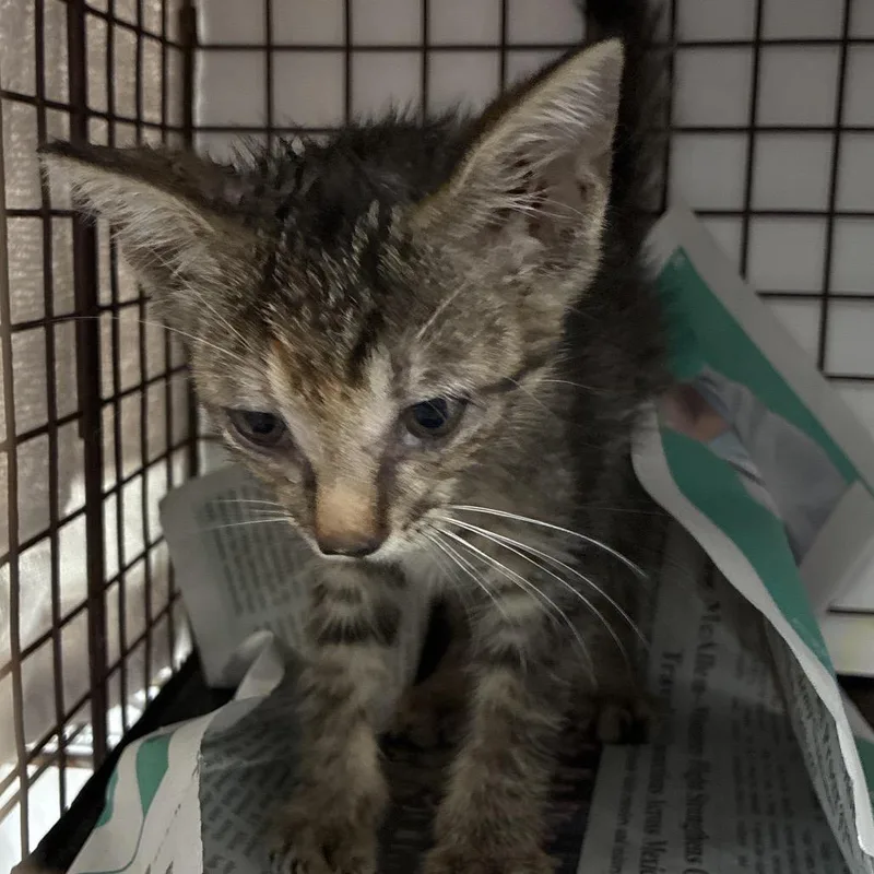 A baby small-sized male Domestic Short Hair cat named Elmer for adoption in Edinburg, TX