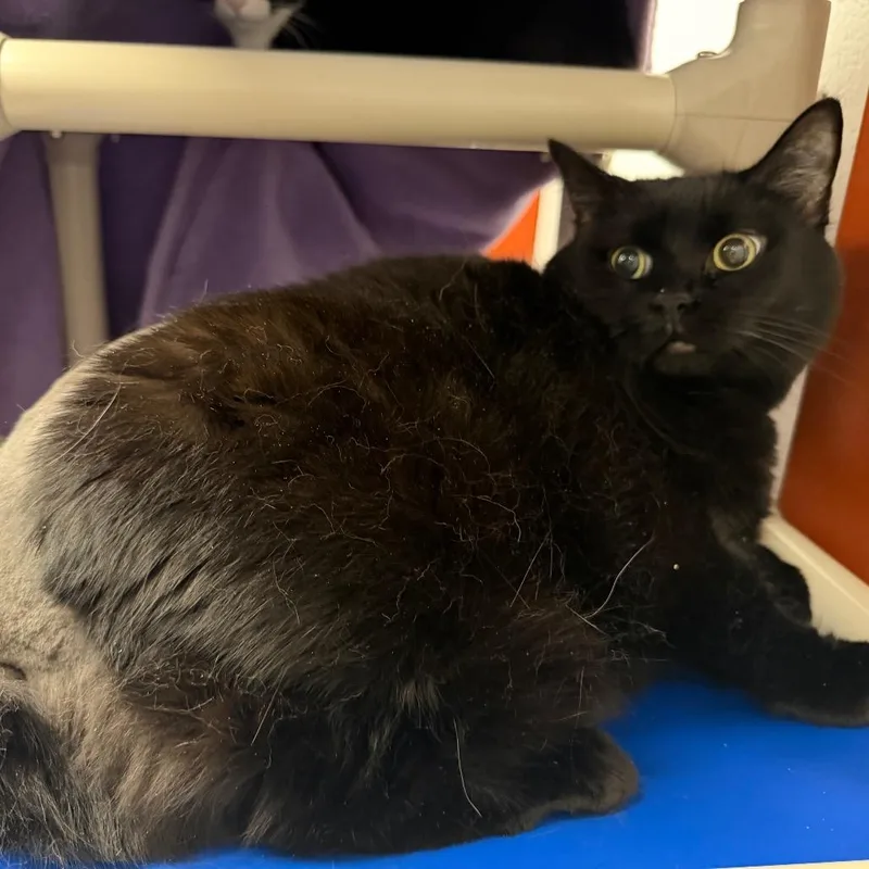 A senior extra large-sized female Domestic Short Hair cat named Punky for adoption in Perkiomenville, PA