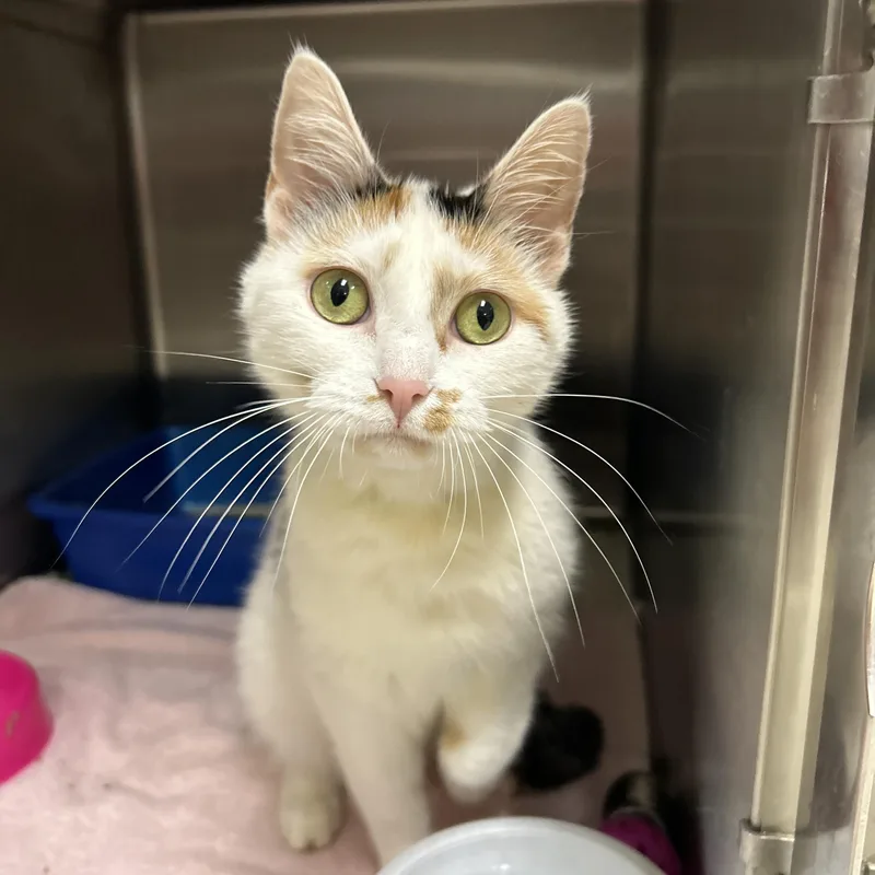 An adult medium-sized female Calico cat named Faith for adoption in La Grange Park, IL