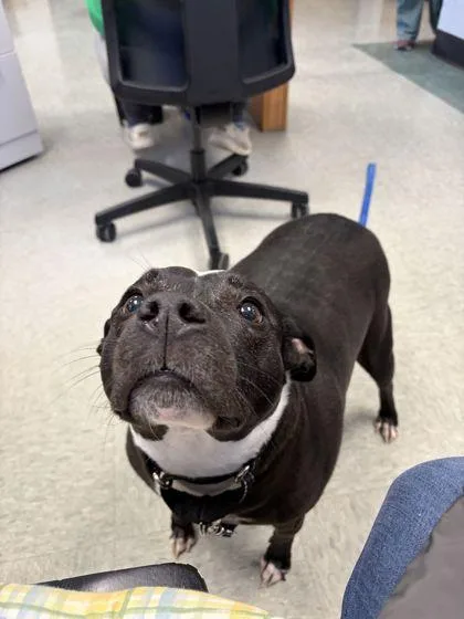 A senior large-sized female Boston Terrier dog named Tinker for adoption in Shawano, WI
