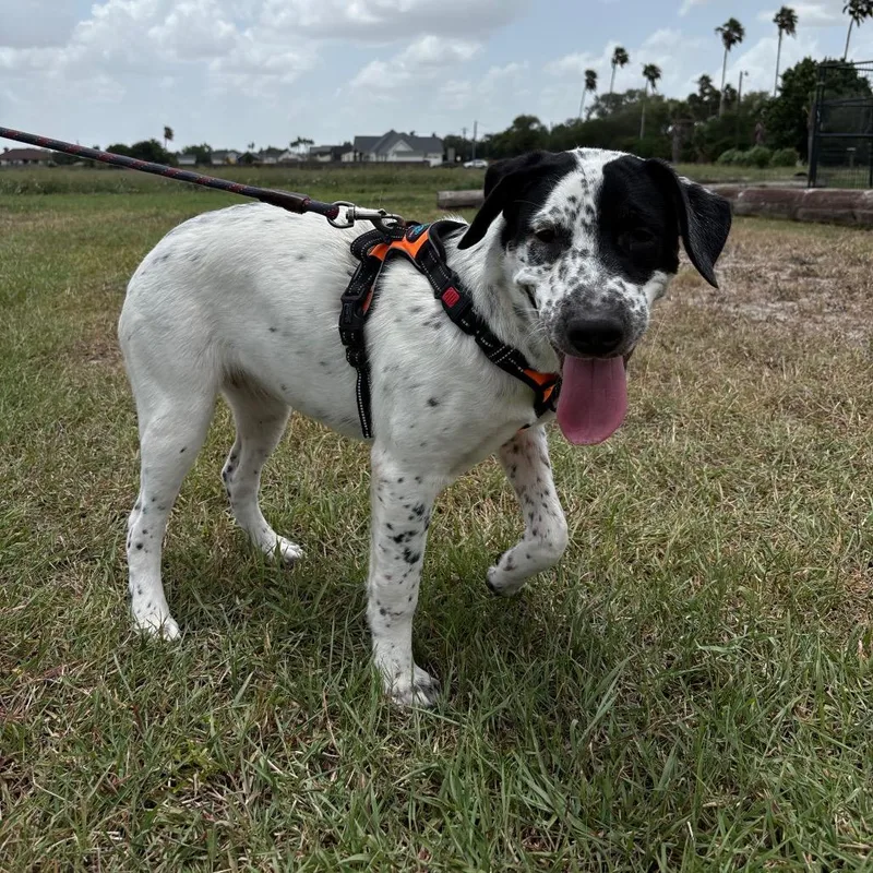 A young medium-sized female White / Cream English Pointer dog named Oreo for adoption in Harlingen, TX