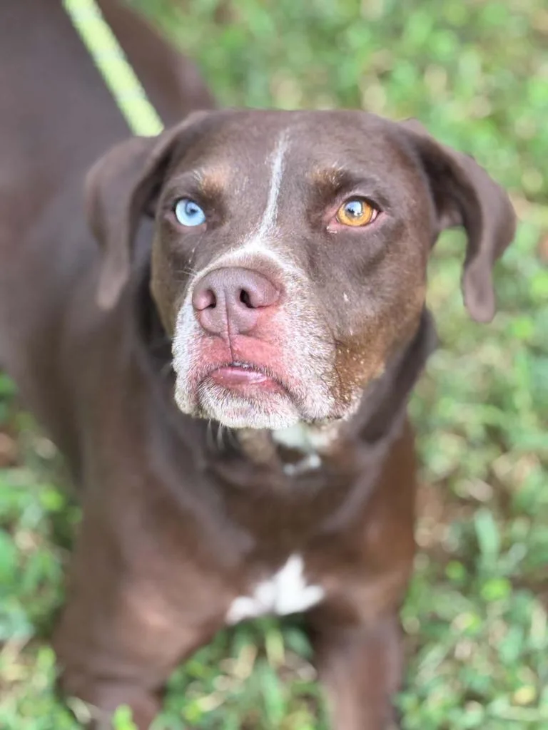 An adult large-sized female Mixed Breed dog named Chi Town for adoption in Warrenton, NC