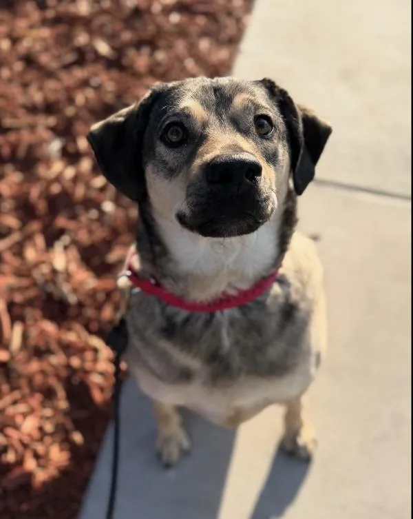 An adult large-sized male Shepherd dog named Luka for adoption in San Diego, CA