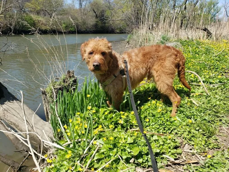 A young medium-sized male Yellow / Tan / Blond / Fawn Border Terrier dog named Orion for adoption in Philadelphia, PA