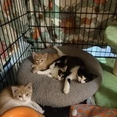 A baby medium-sized male Orange & White Tabby cat named Apollo for adoption in Midland, MI