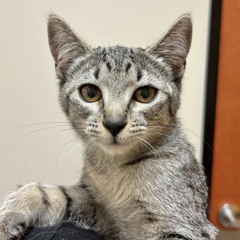 A baby medium-sized female Domestic Short Hair cat named Aster for adoption in Sonora, CA