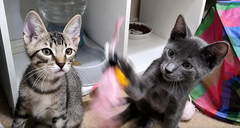 A baby medium-sized male Tabby (Gray / Blue / Silver) Tabby cat named Lionel and Kylian for adoption in Spring Branch, TX