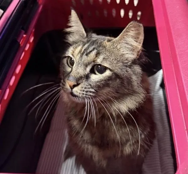 A senior medium-sized female Domestic Long Hair cat named Zelda for adoption in Escondido, CA