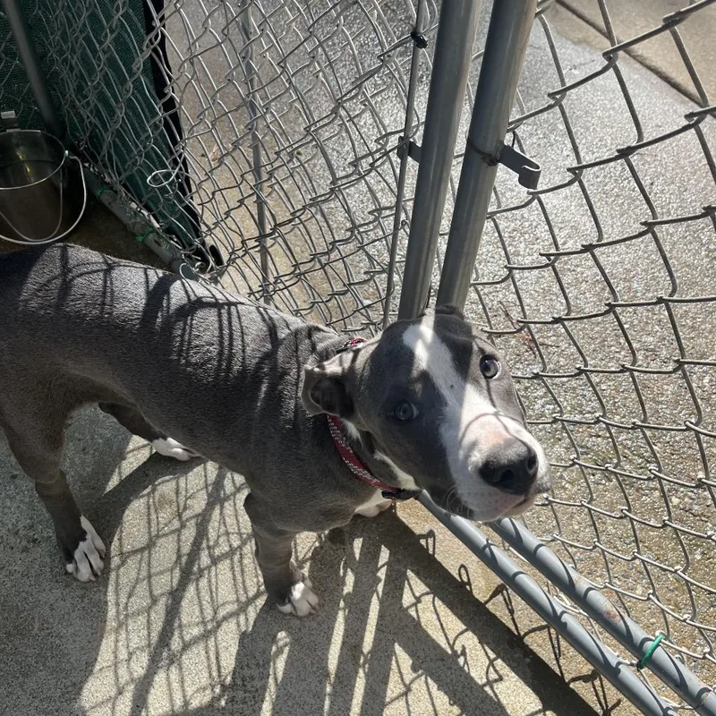 A baby medium-sized female Gray / Blue / Silver Mixed Breed dog named StrayChatsworthRoadTechnologyPkwy for adoption in Columbus, GA