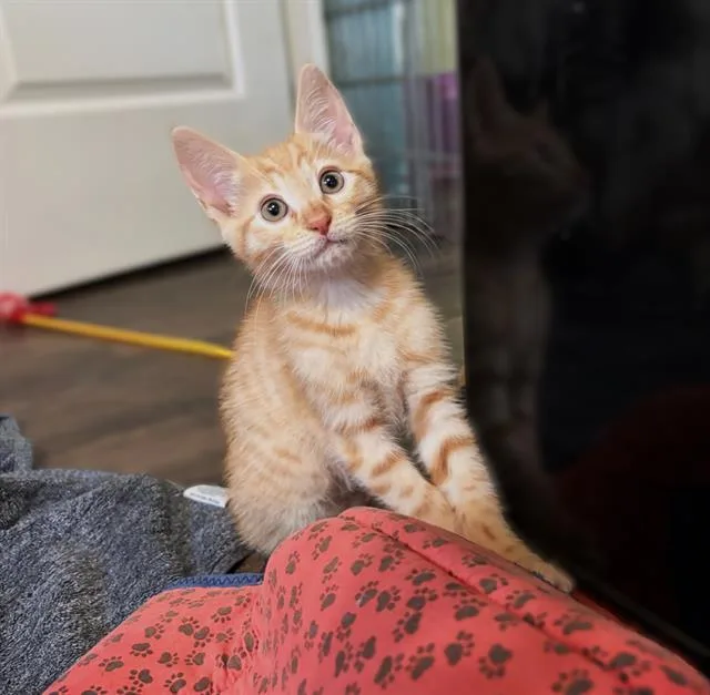 A baby small-sized male Domestic Short Hair cat named Parmesan for adoption in Sacramento, CA