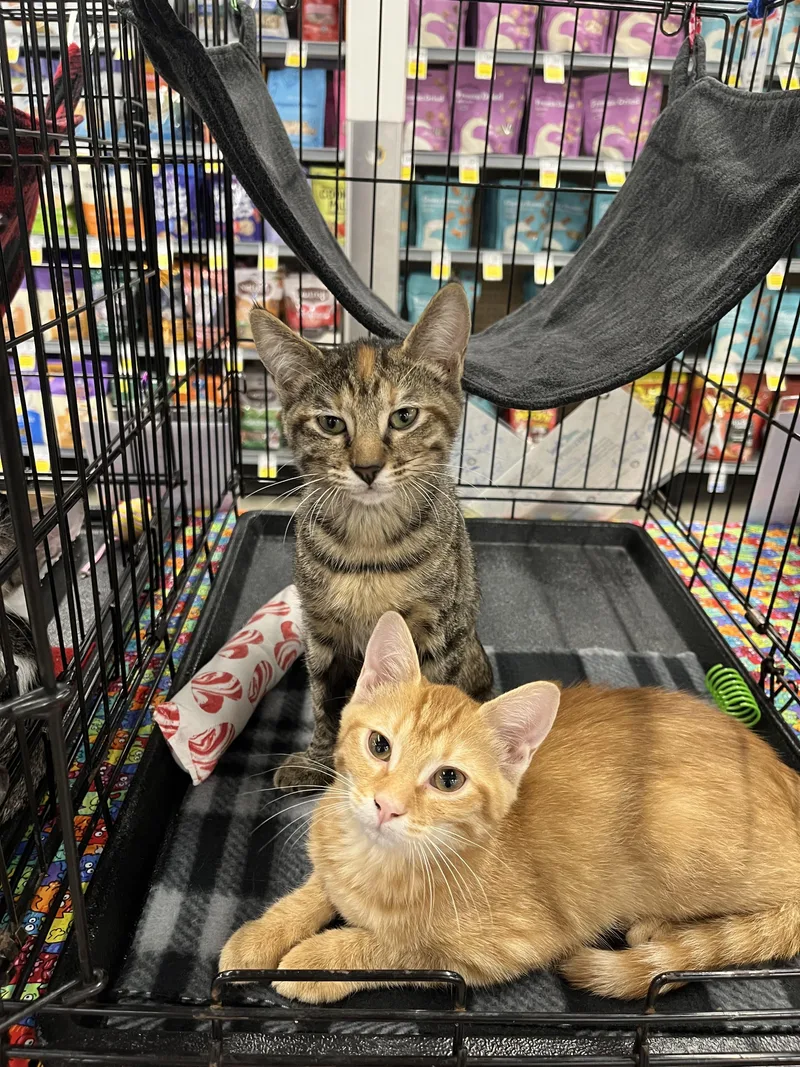 A baby small-sized female Orange / Red Domestic Short Hair cat named Endora MCB for adoption in Schertz, TX