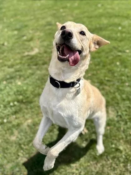 An adult medium-sized female Yellow / Tan / Blond / Fawn Mixed Breed dog named Daisy for adoption in Roseburg, OR
