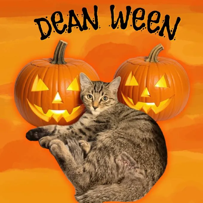A baby small-sized male Brown / Chocolate Domestic Short Hair cat named Dean Ween for adoption in Tempe, AZ