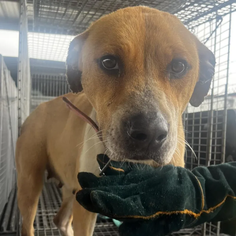 An adult medium-sized female Red / Chestnut / Orange Terrier dog named Athena for adoption in Clarksdale, MS