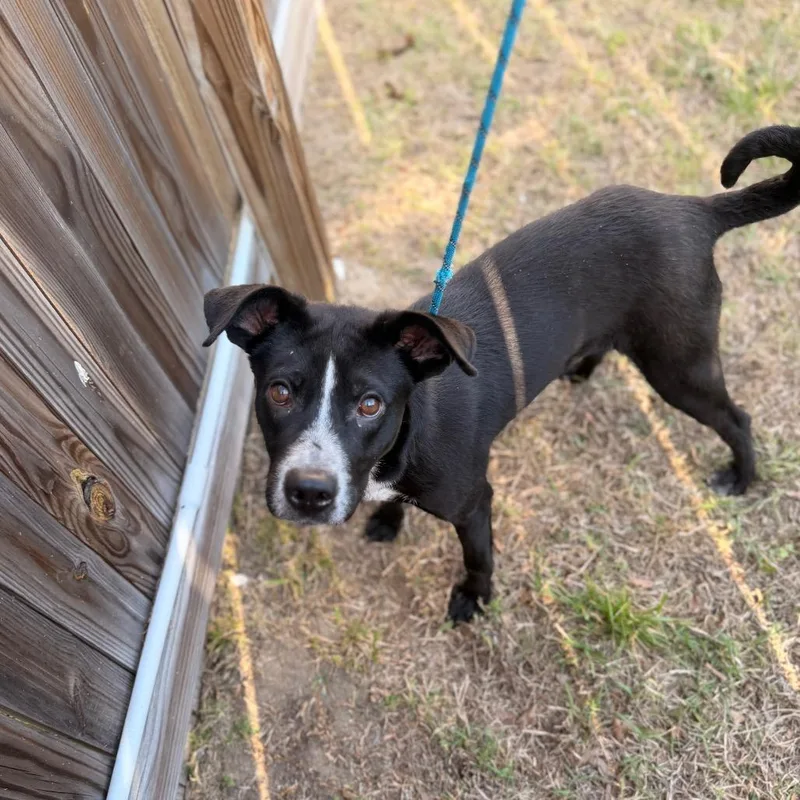 Kovu