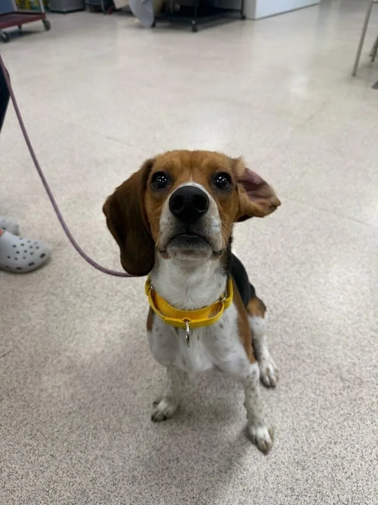 An adult small-sized male Beagle dog named Luffy for adoption in Teterboro, NJ