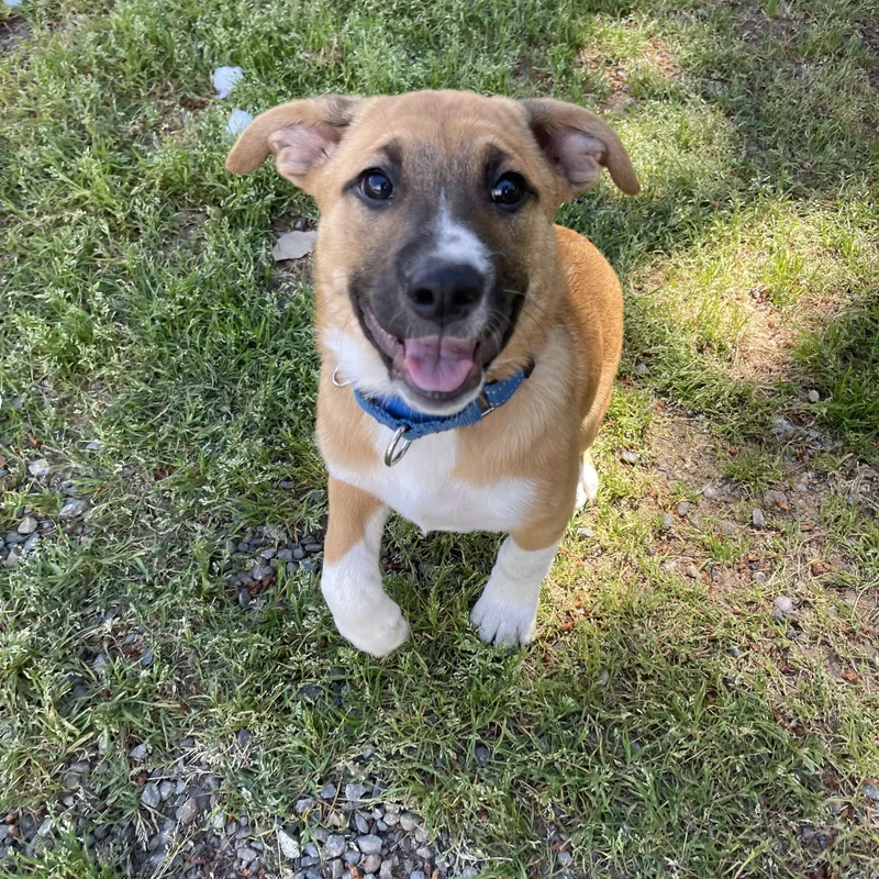 A baby medium-sized female Red / Chestnut / Orange Pit Bull Terrier dog named Sasha for adoption in Oakville, WA