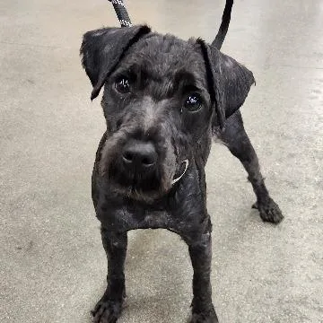 Bowser Luna
