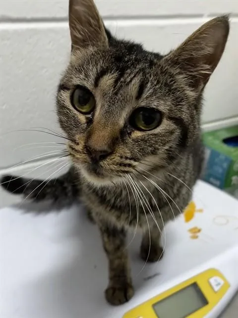An adult small-sized female Domestic Short Hair cat named Vita for adoption in Upper Marlboro, MD