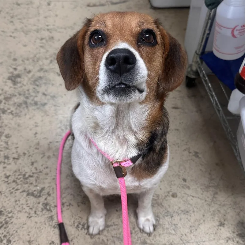 An adult medium-sized female Beagle dog named Jolene for adoption in Canton, IL