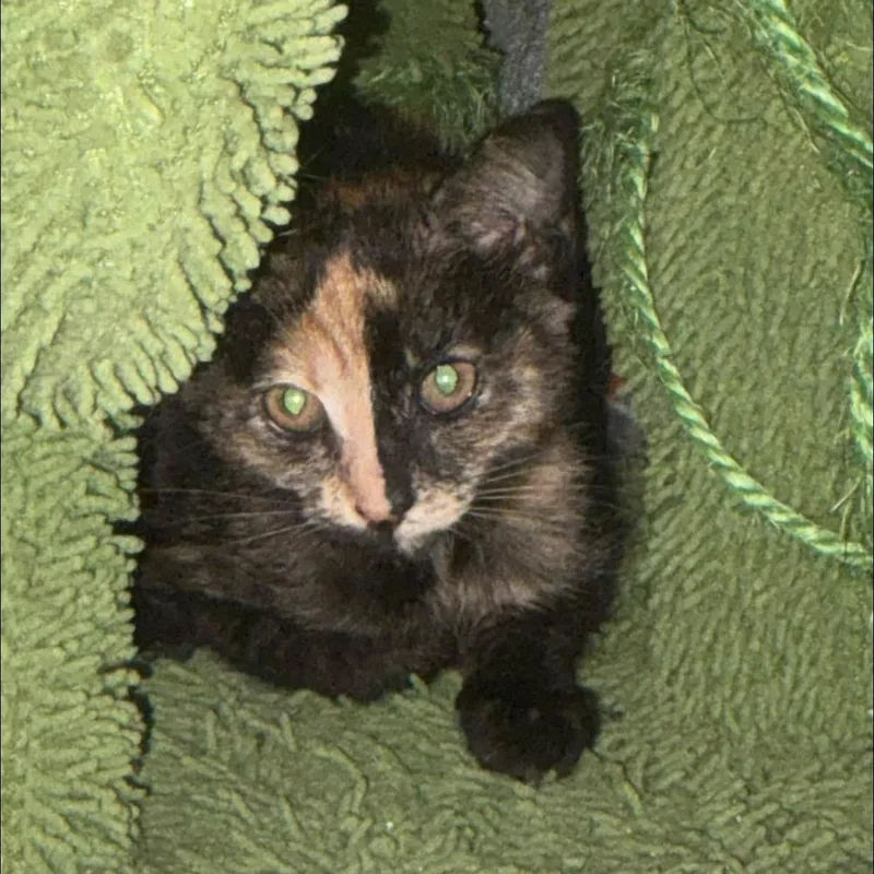 A baby small-sized female Tortoiseshell Domestic Short Hair cat named Dings for adoption in Springfield, MO