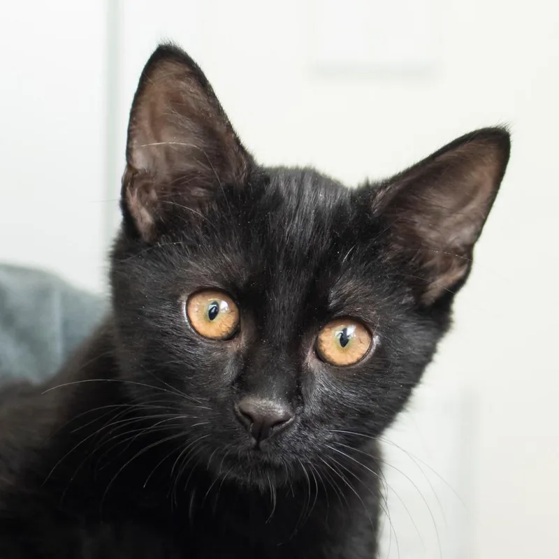 Whiskers