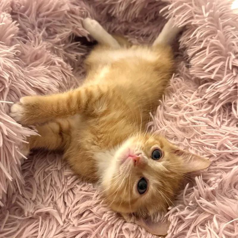 A baby small-sized male Orange / Red Domestic Short Hair cat named Alex for adoption in Costa Mesa, CA