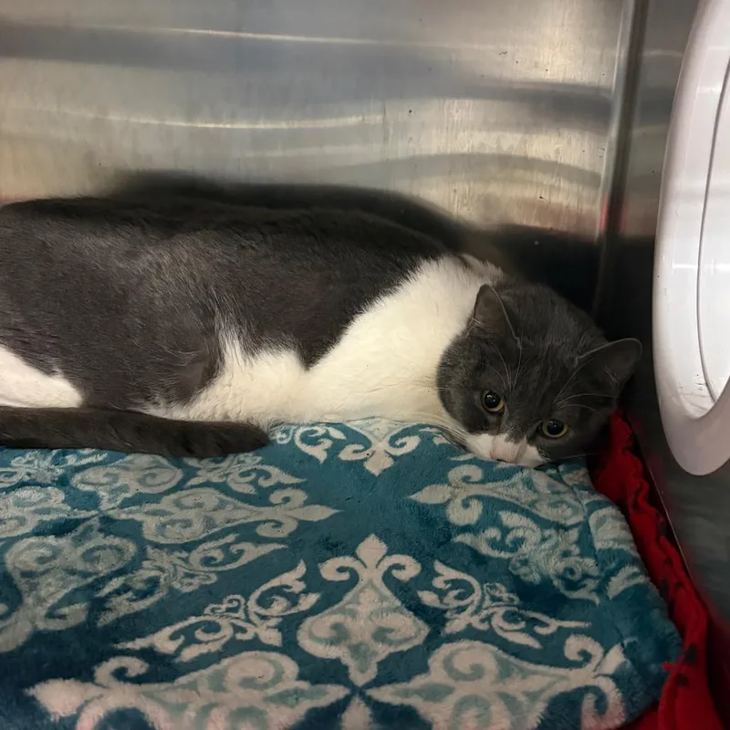 Milo