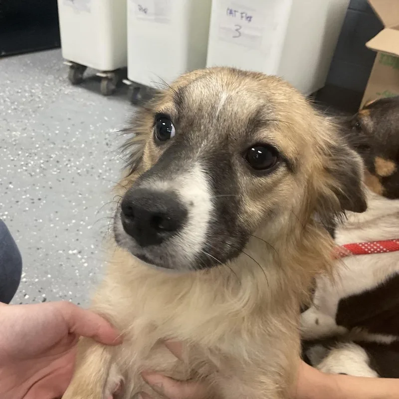 A young small-sized male Brown / Chocolate Mixed Breed dog named Wyck for adoption in St Joseph, MO